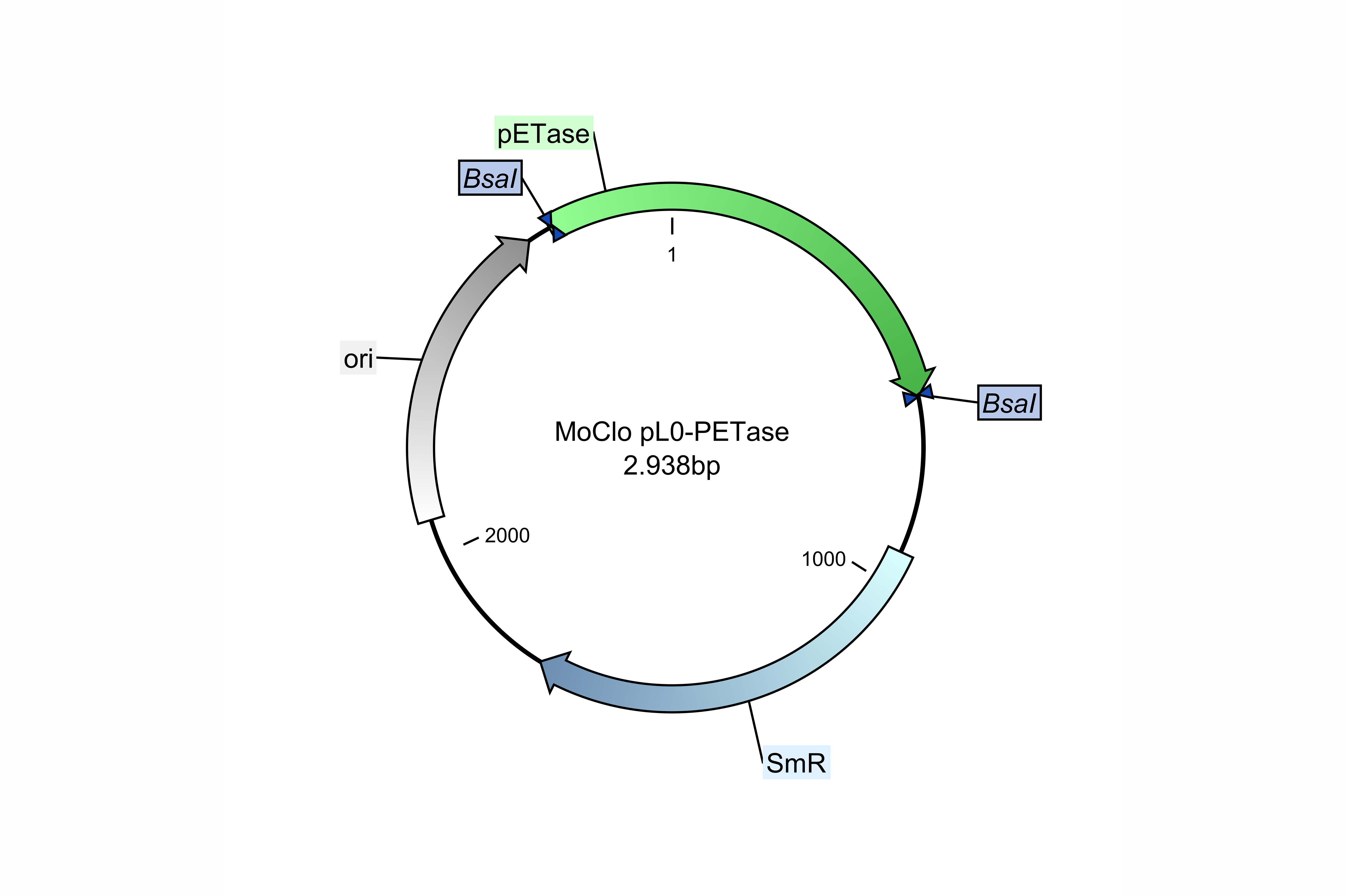 plasmid_map.png